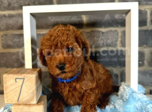 Anatomi̇ Hari̇kasi Toy Poodle Bebekler görsel