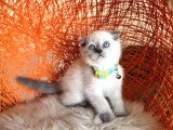 Scottish Fold Bluepoint Bebekler