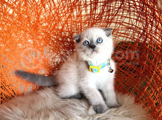 Scottish Fold Bluepoint Bebekler görsel