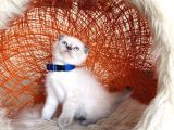 Scottish Fold Bluepoint Bebekler