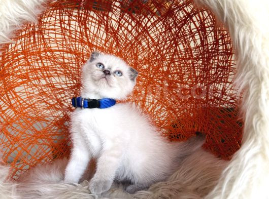 Scottish Fold Bluepoint Bebekler görsel