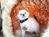 Scottish Fold Bluepoint Bebekler