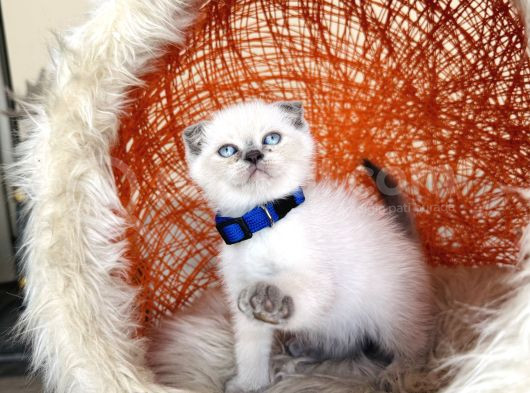 Scottish Fold Bluepoint Bebekler görsel