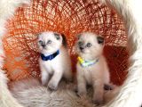 Scottish Fold Bluepoint bebekler