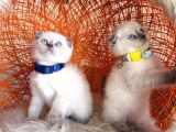 Scottish Fold Bluepoint Bebekler
