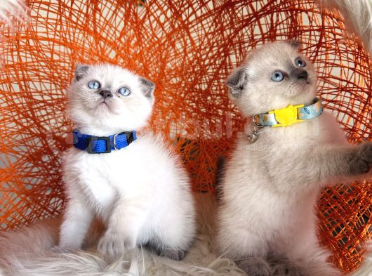 Scottish Fold Bluepoint Bebekler görsel