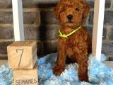 Anatomi̇ Hari̇kasi Toy Poodle Bebekler