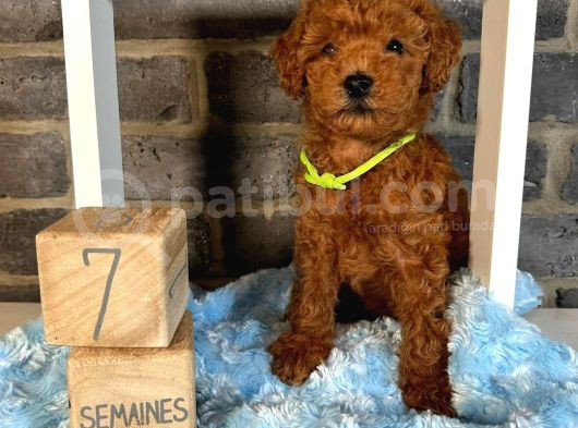 Anatomi̇ Hari̇kasi Toy Poodle Bebekler görsel