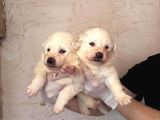 Burkem Ailemizden Kar Topları Samoyed