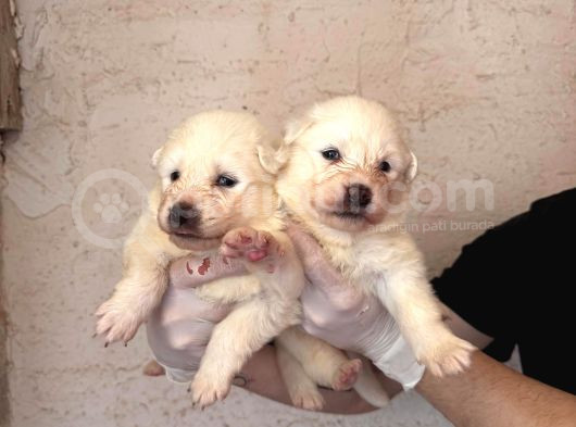 Burkem Ailemizden Kar Topları Samoyed görsel