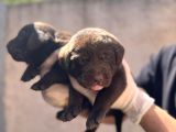 Burkem Ailesinden A Kalite Labrador Bebeklerimiz