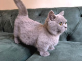 Teslime Hazır Çok Oyuncu Cüce Kedi
