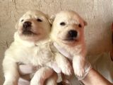 Burkem Ailemizden Kar Topları Samoyed