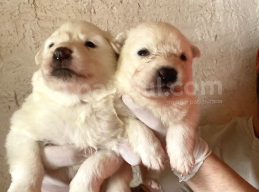 Burkem Ailemizden Kar Topları Samoyed görsel