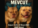 Exotic Bully Yavrulari
