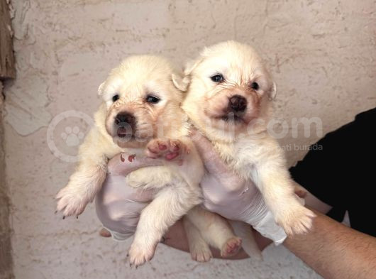 Burkem Ailemizden Kar Topları Samoyed görsel
