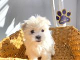 1Kg250Gr Micro Maltipoo Uygun