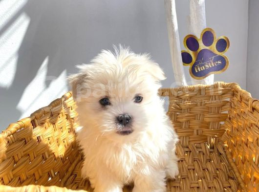 1Kg250Gr Micro Maltipoo Uygun görsel