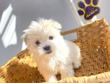 1Kg250Gr Micro Maltipoo Uygun