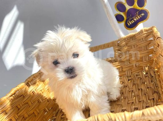 1Kg250Gr Micro Maltipoo Uygun görsel