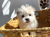 1Kg250Gr Micro Maltipoo Uygun