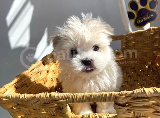 1Kg250Gr Micro Maltipoo Uygun görsel