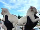 Orjinal Minyatür Şivava Bebekler