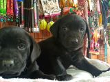 Safkan Çikolata Ve Siyah Labrador Retriever Yavrularımız