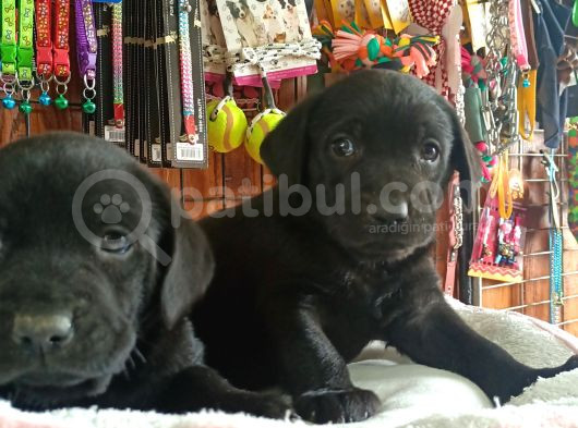 Safkan Çikolata Ve Siyah Labrador Retriever Yavrularımız görsel