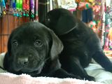 Safkan Çikolata Ve Siyah Labrador Retriever Yavrularımız
