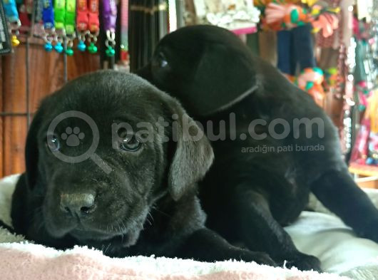 Safkan Çikolata Ve Siyah Labrador Retriever Yavrularımız görsel