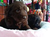 Safkan Çikolata Ve Siyah Labrador Retriever Yavrularımız