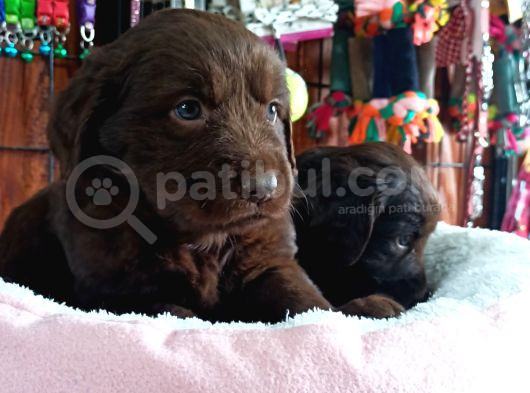 Safkan Çikolata Ve Siyah Labrador Retriever Yavrularımız görsel
