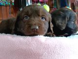 Safkan Çikolata Ve Siyah Labrador Retriever Yavrularımız