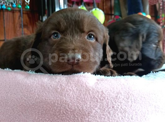 Safkan Çikolata Ve Siyah Labrador Retriever Yavrularımız görsel