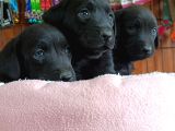 Safkan Çikolata Ve Siyah Labrador Retriever Yavrularımız