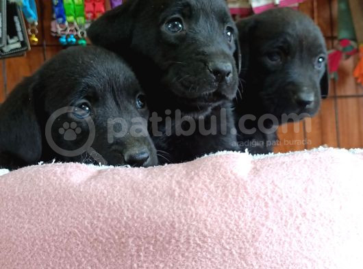 Safkan Çikolata Ve Siyah Labrador Retriever Yavrularımız görsel
