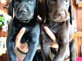 Safkan Çikolata Ve Siyah Labrador Retriever Yavrularımız