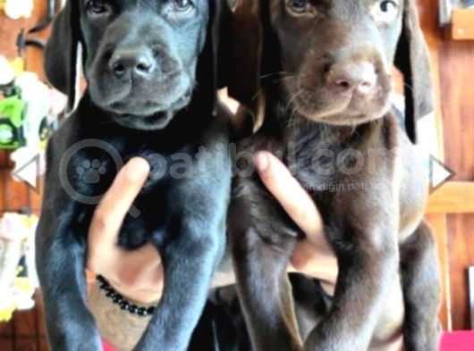 Safkan Çikolata Ve Siyah Labrador Retriever Yavrularımız görsel