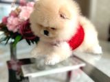 Üst Kali̇te Ayi Sürat Pomerani̇an Boo