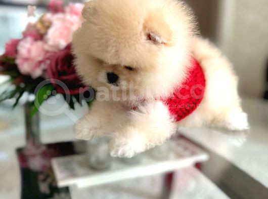 Üst Kali̇te Ayi Sürat Pomerani̇an Boo görsel