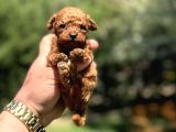 TEACUP KORE POODLE ORJİNAL YAVRULAR