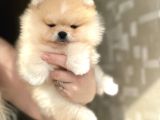 Üst Kali̇te Ayi Sürat Pomerani̇an Boo