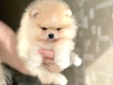 Üst Kali̇te Ayi Sürat Pomerani̇an Boo