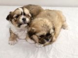 Mi̇ni̇ Boy Shihtzu Bebekleri̇m