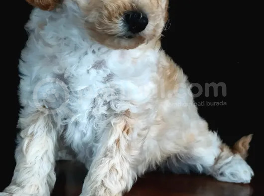 Malti̇po Yavrulari̇ görsel