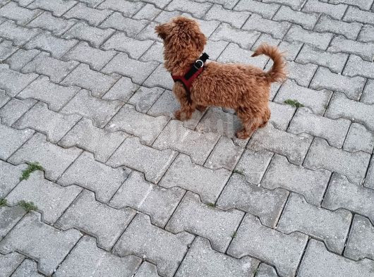 6 Aylık Maltipo Kızımız Tarçin görsel