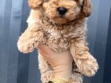 Aprikot Toy Poodle