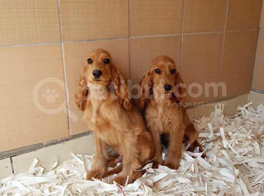 Akkuş Üreti̇m Çi̇ftli̇ği̇nden Cocker Yavrulari görsel