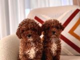 Orjinal Toy Poodle